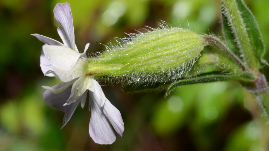 Le ricette con erbe spontanee: Paste ripiene