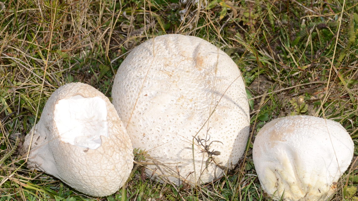 Le ricette con funghi: vesce alla parmigiana