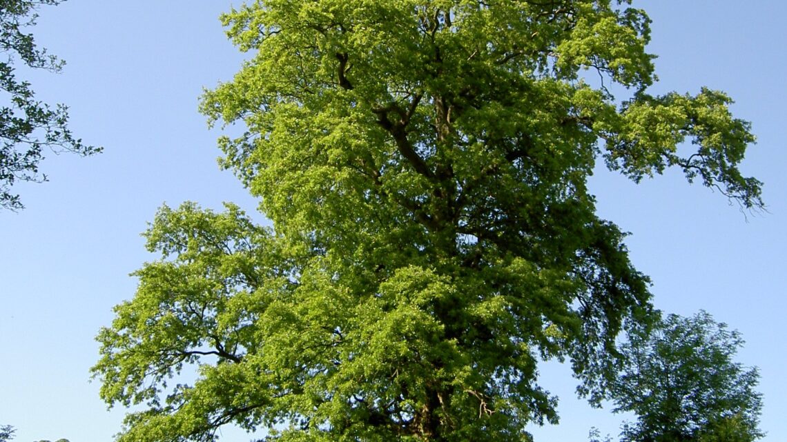 Gli alberi dai 600 ai 1100 m slm [video]