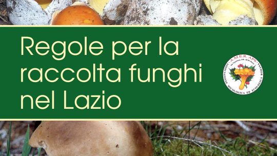 Raccolta funghi nel Lazio: le regole in vigore nel 2024