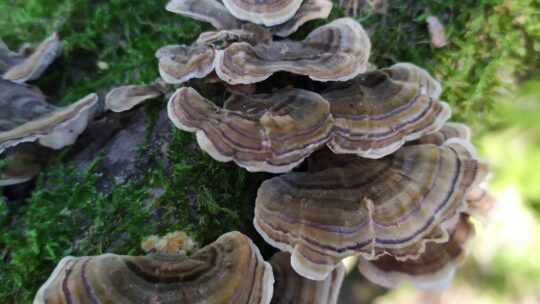 L’articolo del mese: Trametes versicolor