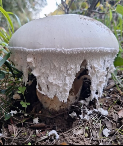 L’articolo del mese: Amanita ovoidea