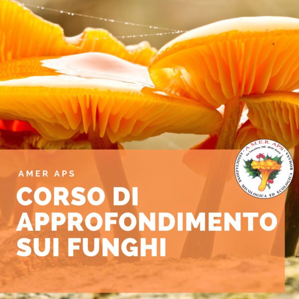 Corso di approfondimento sui funghi