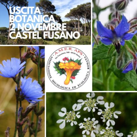 Uscita botanica a Castel Fusano [02/11/2024]