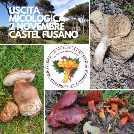 Uscita micologica a Castel Fusano [02/11/2024]