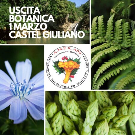 Uscita botanica a Castel Giuliano [01/03/2025]